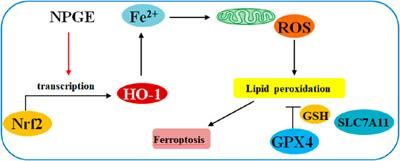 Research progress of Gastrodia elata Blume polysaccharides: a review of chemical structures and biological activities